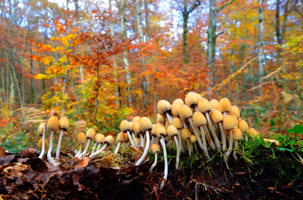 Un grupo de hongos crece en el suelo de un hayedo con colores otoñales