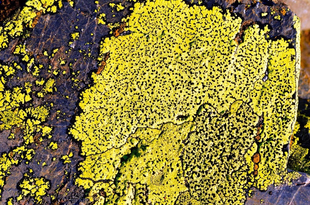 Un liquen amarillo sobre una roca