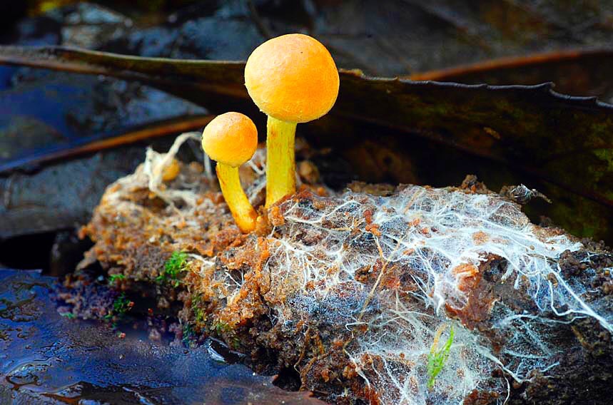 Dos hongos amarillos y su cuerpo filamentoso sobre hojas muertas